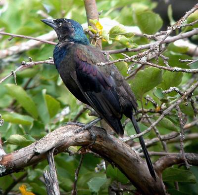 g3/94/632694/3/56102656.CommonGrackle.jpg