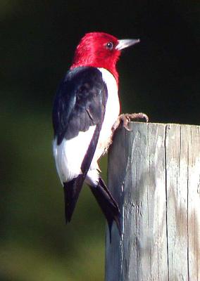 g3/94/632694/3/56102662.RHWoodpecker.jpg