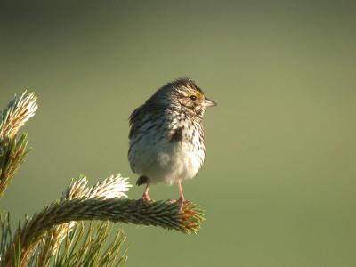 g3/94/632694/3/56102665.SavannahSparrow.jpg