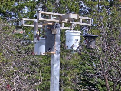 g3/94/632694/3/56103136.Birdfeeder.jpg