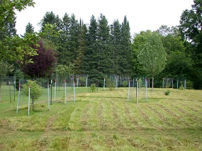 Deer Protection