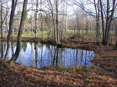 Pond