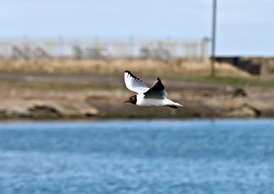 Blackhead-gull-in-flight.jpg