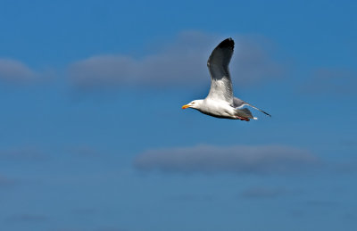 Herring-gull-in-flight.jpg