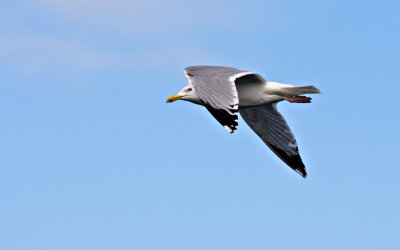 Herring-gull-in-flight-2.jpg