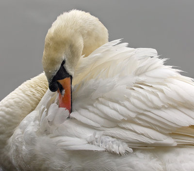 Swan-preening.jpg