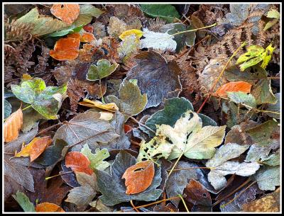 Autumn forest floor.jpg