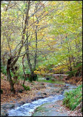 Plessey woods in autumn 2.jpg