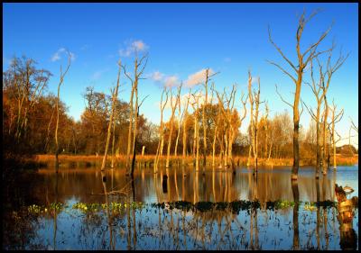 Flooded forest. Arcot Hall.jpg