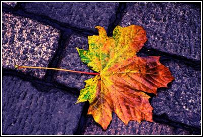 Fallen leaf.jpg