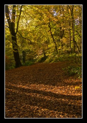 Forest-floor.jpg