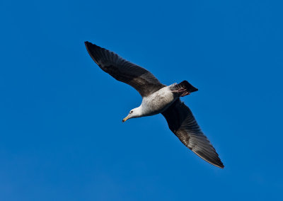 Seagull-in-flight-1.jpg