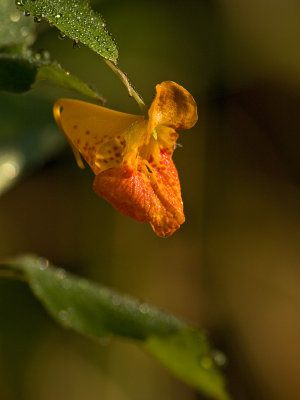 Touch-me-not (or common jewel weed)