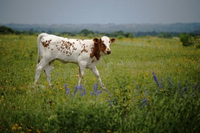 A Longhorn calf walks along Texas spring flowers.