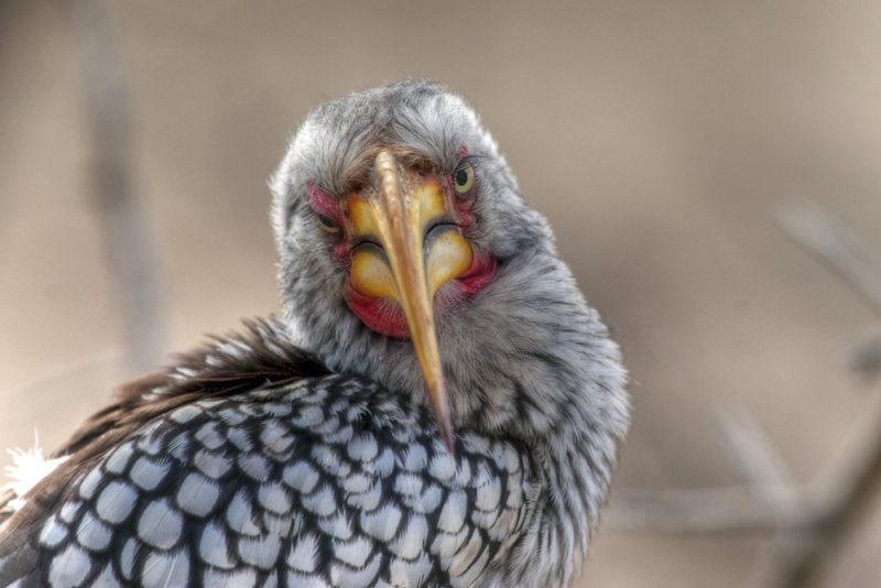 Yellow Hornbill pulling faces