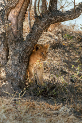 Lions Of Kruger