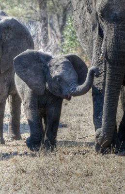 Safari in Kruger