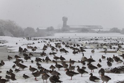 Slimbridge in the snow