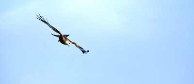 Red Kite - Gigrin Farm, Wales.