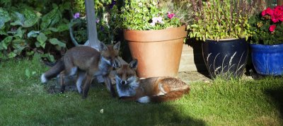 IMG_1085a.jpg