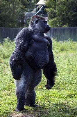  Gorillas of Lympne