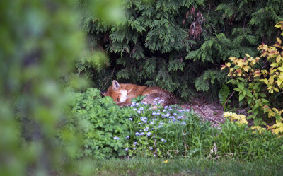 The Fox is back!