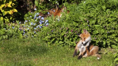 IMG_2242c.jpg