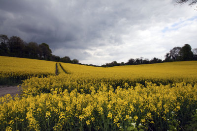 Rape seed - Womderful colour in spring! 2431d.jpg
