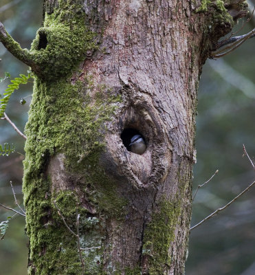 Nuthatch in Nest hole