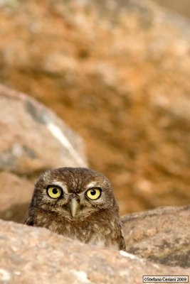 Little Owl - Civetta - Steinkauz - Athene noctua