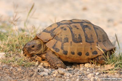 Testuggine comune - Testudo hermanni