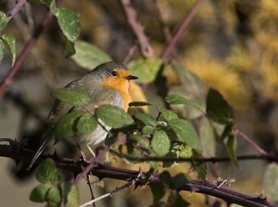 CRW_9357-PB5.jpg