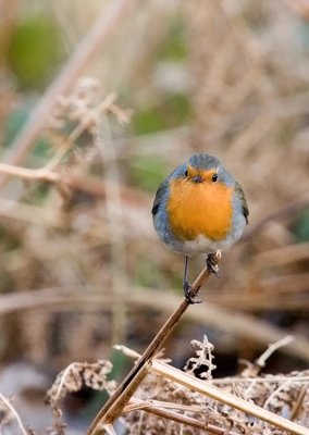 CRW_9595-PB.jpg