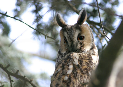 Long-eared Owl - Gufo comune - Waldohreule - Asio otus