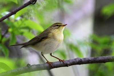 Willow Warbler - Lu grosso - Fitis - Phylloscopus trochilus