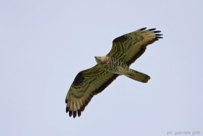 Honey Buzzard (Pernis apivorus)