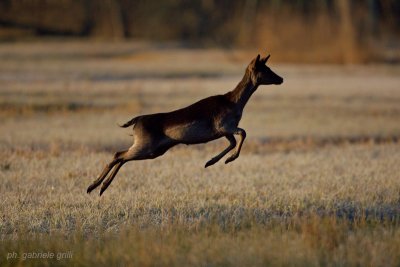 Fallow - deer (Cervus dama)