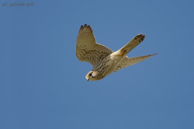 Kestrel (Falco tinnunculus)