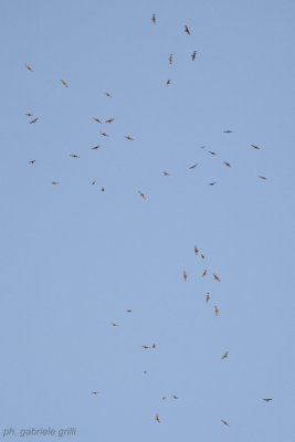 Steppe Buzzard (Buteo buteo vulpinus)