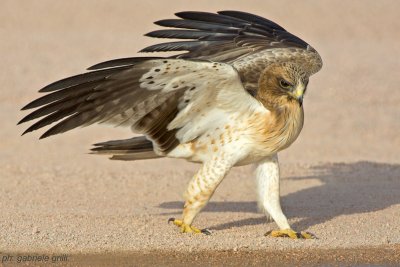 Booted Eagle (Aquila pennata)