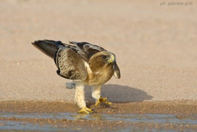 Booted Eagle (Aquila pennata)