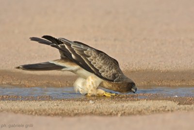 Booted Eagle (Aquila pennata)