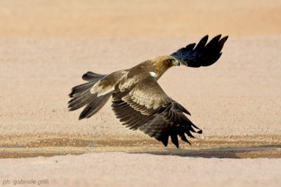 Booted Eagle (Aquila pennata)