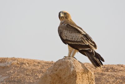 Booted Eagle (Aquila pennata)