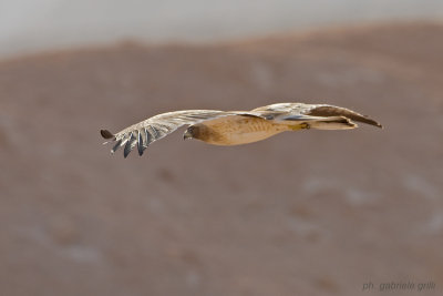 Booted Eagle (Aquila pennata)