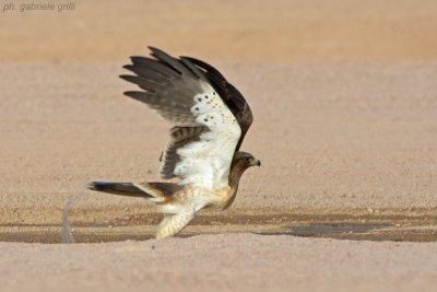 Booted Eagle (Aquila pennata)