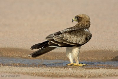 Booted Eagle (Aquila pennata)