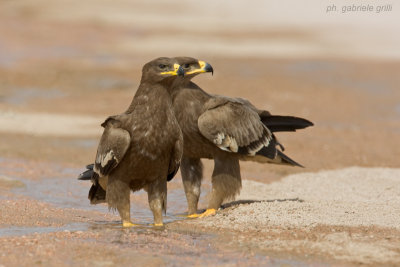 Steppe Eagle (Aquila nipalensis)