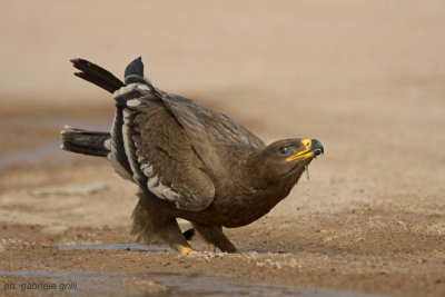 Steppe Eagle (Aquila nipalensis)