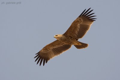 Eastern Imperial Eagle (Aquila heliaca)